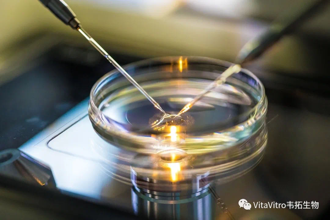 Chapter 1 What is vitrification and why do we like it? VitaVitro